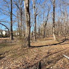 Tree-and-Limb-Cleanup-in-Taylor-MS 4